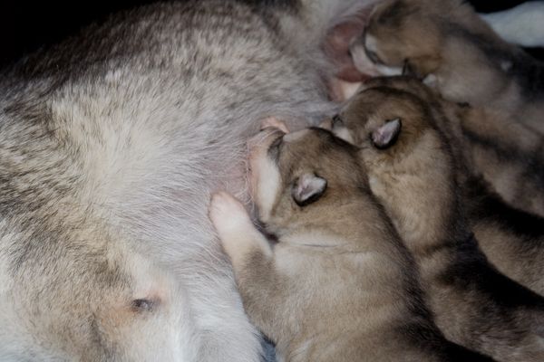 E Wurf 2 Wochen alt 12.jpg